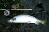 Superbly shaped sea liced 26 and a half pound salmon