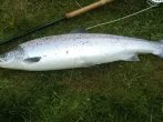 13lb Salmon landed by John Adamson in McKenzie pool