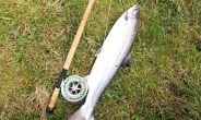 10lb Salmon just landed in McGregor pool